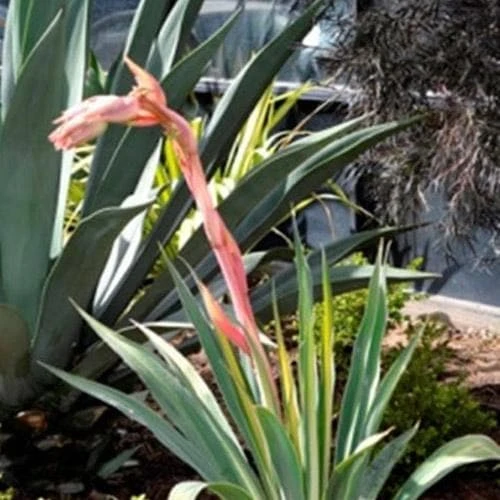 Beschorneria Yuccoides Flamingo Glow 2 Beschorneria Yuccoides Flamingo Glow - Image 2