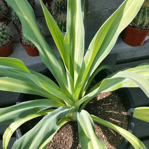 Beschorneria Yuccoides Flamingo Glow 3 Beschorneria Yuccoides Flamingo Glow - Image 3