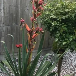 Beschorneria Yuccoides Flamingo Glow 7 Beschorneria Yuccoides Flamingo Glow -Future Forests Beschorneria yuccoides Flamingo Glow 04