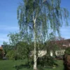 Betula Pendula Tristis