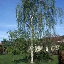 Betula Pendula Tristis