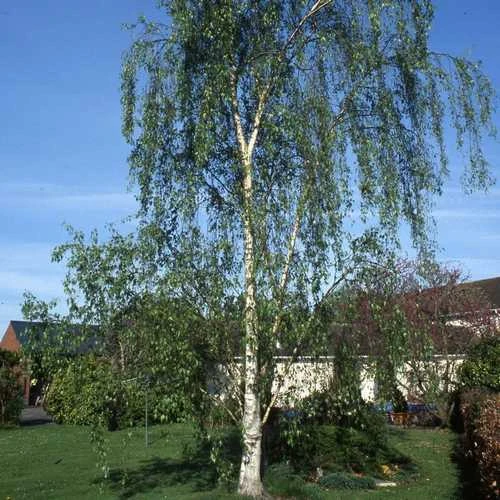 Betula Pendula Tristis 1 Betula Pendula Tristis