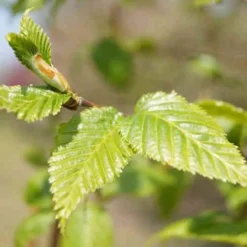 Betula Albosinensis China Rose 7 Betula Albosinensis China Rose -Future Forests Betula albosinensis China Rose 04