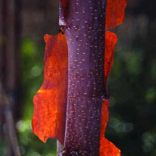 Betula Albosinensis China Ruby 2 Betula Albosinensis China Ruby - Image 2