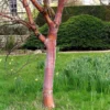 Betula Albosinensis China Ruby