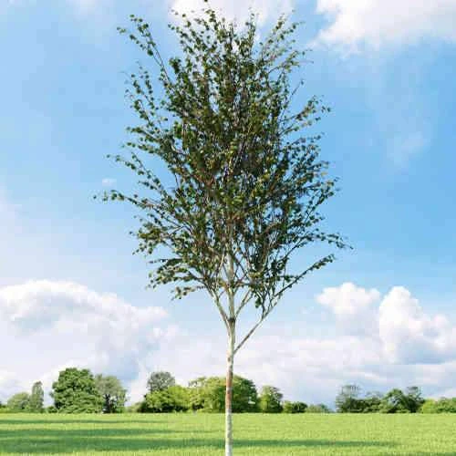 Betula Albosinensis Fascination 3 Betula Albosinensis Fascination - Image 3