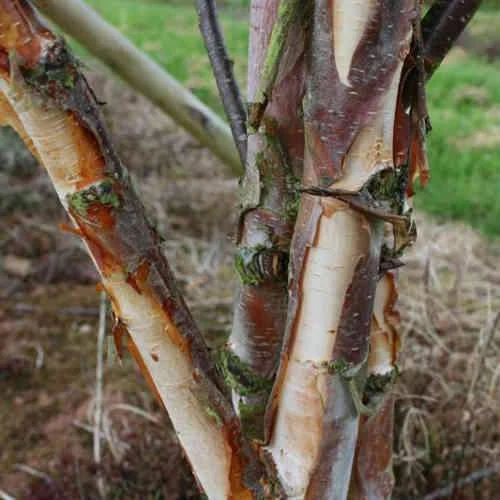 Betula Albosinensis Fascination 2 Betula Albosinensis Fascination - Image 2