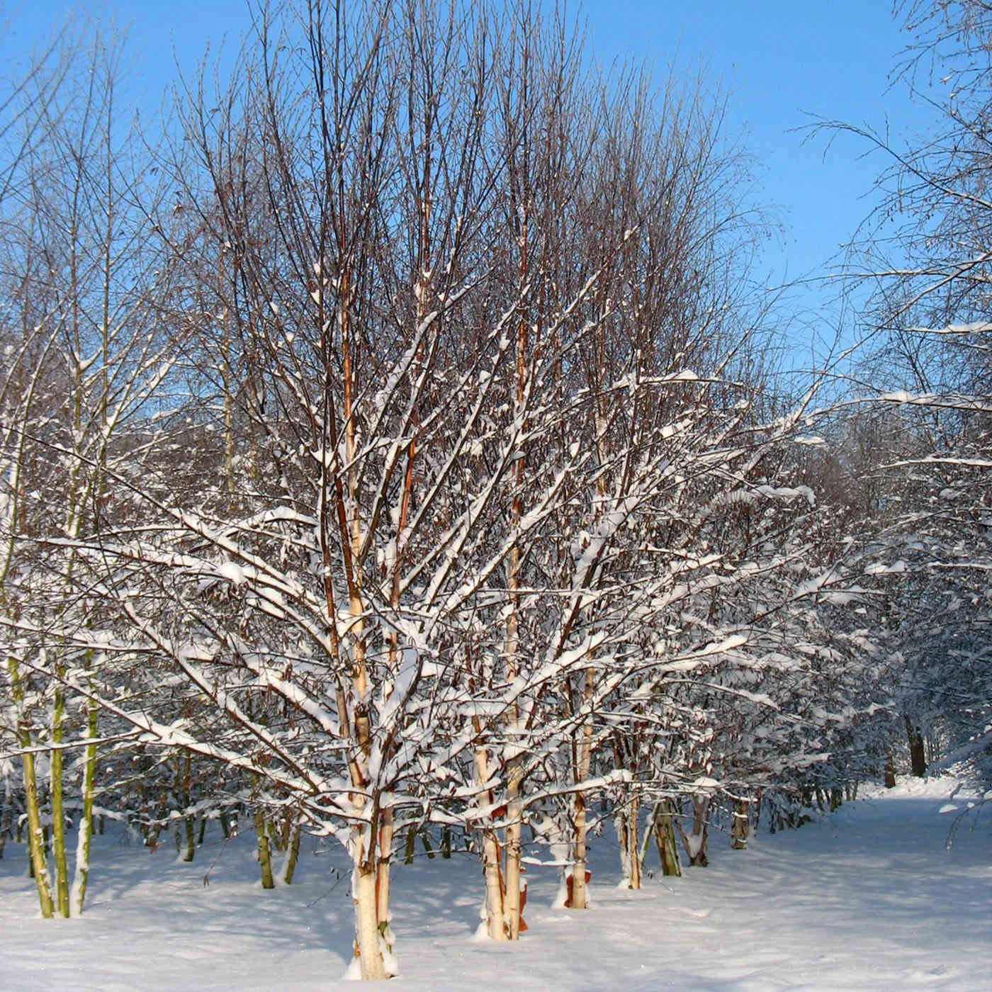 Betula Albosinensis Fascination 5 Betula Albosinensis Fascination - Image 5