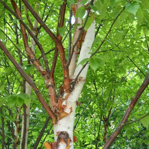 Betula Albosinensis Var. Septentrionlis Kansu 3 Betula Albosinensis Var. Septentrionlis Kansu - Image 3