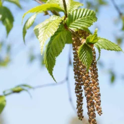 Betula Albosinensis Pink Champagne 7 Betula Albosinensis Pink Champagne -Future Forests Betula albosinensis Pink Champagne 03