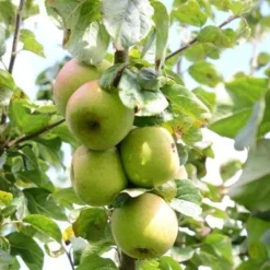 Apple Blenheim Orange 7 Apple Blenheim Orange -Future Forests Blenheim Orange A02