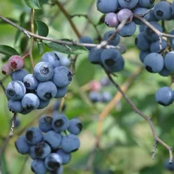 Blueberry Duke -Future Forests Blueberry Duke 03