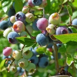 Blueberry Northland 5 Blueberry Northland -Future Forests BlueberryNorthland01