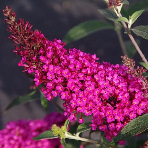 Buddleja Davidii Buzz Hot Raspberry 3 Buddleja Davidii Buzz Hot Raspberry - Image 3