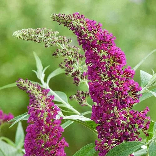Buddleja Davidii Buzz Hot Raspberry 1 Buddleja Davidii Buzz Hot Raspberry