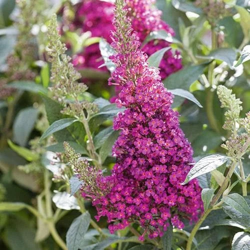Buddleja Davidii Buzz Hot Raspberry 4 Buddleja Davidii Buzz Hot Raspberry - Image 4