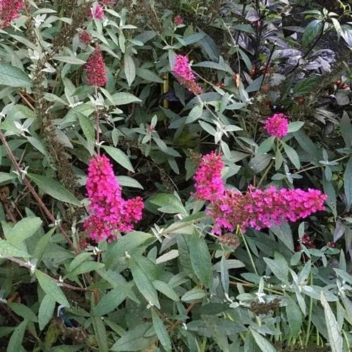 Buddleja Davidii Buzz Hot Raspberry 2 Buddleja Davidii Buzz Hot Raspberry - Image 2