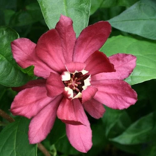 Calycanthus X Raulstonii Hartlage Wine 2 Calycanthus X Raulstonii Hartlage Wine - Image 2