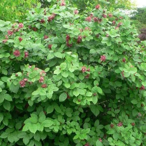 Calycanthus X Raulstonii Hartlage Wine 5 Calycanthus X Raulstonii Hartlage Wine - Image 5