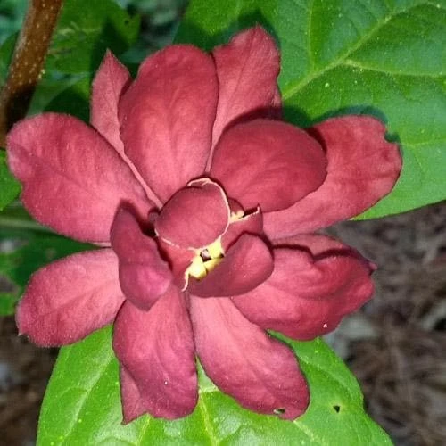 Calycanthus X Raulstonii Hartlage Wine 6 Calycanthus X Raulstonii Hartlage Wine - Image 6