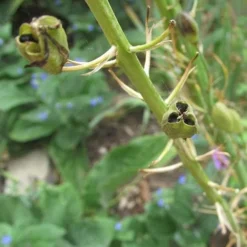 Camassia Leichtlinii Alba 7 Camassia Leichtlinii Alba -Future Forests Camassia leichtlinii alba 04