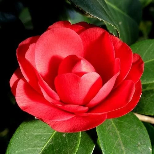 Camellia Black Lace 3 Camellia Black Lace - Image 3