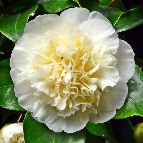 Camellia Japonica Brushfield Yellow 1 Camellia Japonica Brushfield Yellow