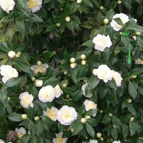 Camellia Japonica Brushfield Yellow 2 Camellia Japonica Brushfield Yellow - Image 2