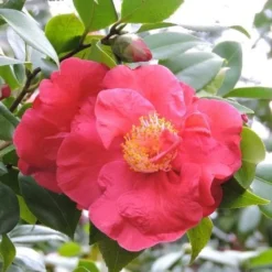 Future Forests -Future Forests Camellia Dr King 2 1