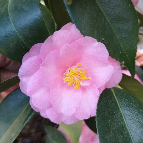 Camellia Spring Festival (cuspidata Hybrid) 2 Camellia Spring Festival (cuspidata Hybrid) - Image 2