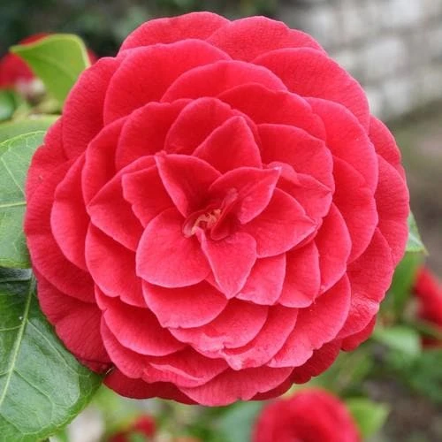 Camellia Black Lace 1 Camellia Black Lace