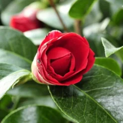 Future Forests -Future Forests Cammelia Black lace 3 1