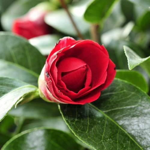 Camellia Black Lace 2 Camellia Black Lace - Image 2