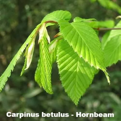 Neat Natural Hedge Mix 2 Neat Natural Hedge Mix - Image 2