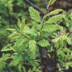 Carpinus Betulus Quercifolia -Future Forests Carpinus betulus Quercifolia 03