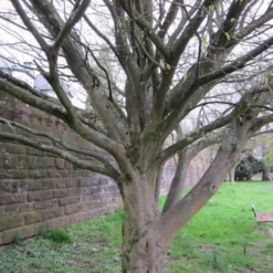 Carpinus Betulus Quercifolia -Future Forests Carpinus betulus Quercifolia 05