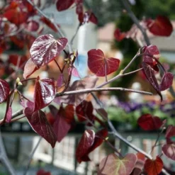 Cercis Canadensis Forest Pansy 7 Cercis Canadensis Forest Pansy -Future Forests Cercis canadensis Forest Pansy 02