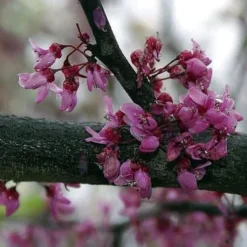 Cercis Canadensis Forest Pansy 8 Cercis Canadensis Forest Pansy -Future Forests Cercis canadensis Forest Pansy 03