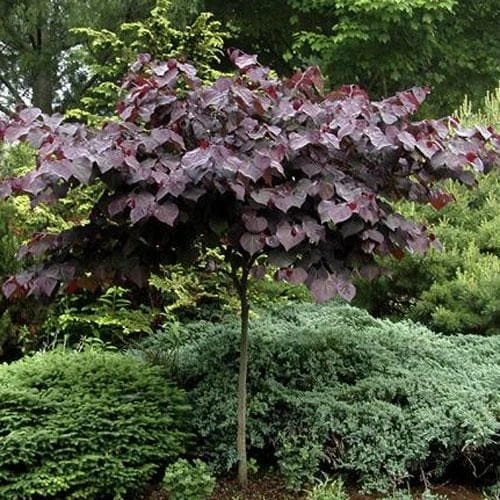 Cercis Canadensis Forest Pansy 2 Cercis Canadensis Forest Pansy - Image 2