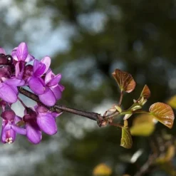 Cercis Siliquastrum -Future Forests Cercis siliquastrum 07