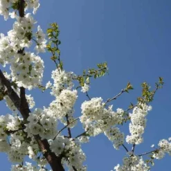 Future Forests -Future Forests Cherry Merton Glory 06 cr