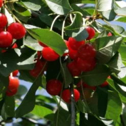 Cherry Morello -Future Forests Cherry Morello 04 cr