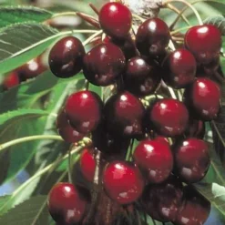 Cherry Stella 8 Cherry Stella -Future Forests Cherry Stella 03 cr