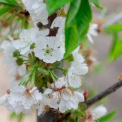 Cherry Stella 9 Cherry Stella -Future Forests Cherry Stella 04 cr