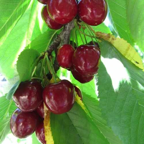 Cherry Stella 5 Cherry Stella - Image 5