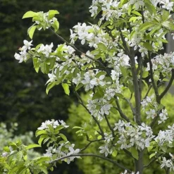 Future Forests -Future Forests Cherry Sunburst 01 cr