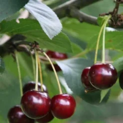 Cherry Sunburst -Future Forests Cherry Sunburst 02 cr