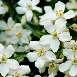 Future Forests -Future Forests Choisya Aztec Pearl 02