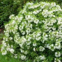 Choisya Ternata Aztec Pearl -Future Forests Choisya Aztec Pearl 03