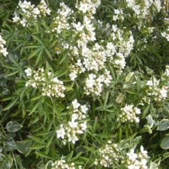 Choisya Ternata Aztec Pearl -Future Forests Choisya Aztec Pearl 04